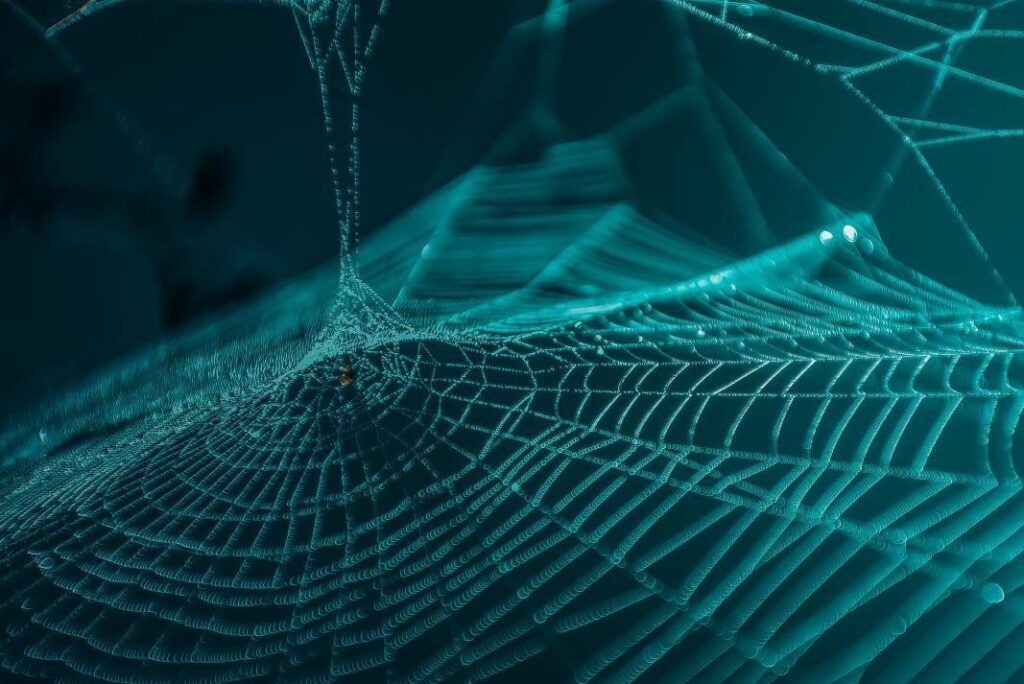 蜘蛛-自然界的网络大师、被动收入专家